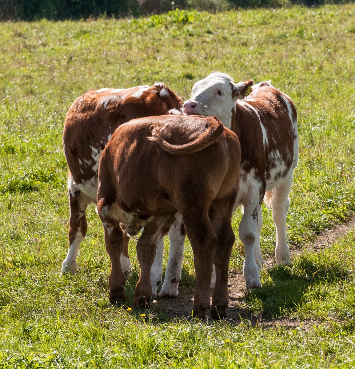 Korg med produkter från gården